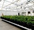 Midwest’s Premier Controlled Environment Agricultural Facilities – Energy efficient