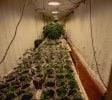 Cannabis Real Estate Listings | Other Commercial Properties for Cannabis Business Use For Sale