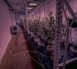 🌿 MEDICAL GROW PROPERTY FOR SALE — Southeastern Oklahoma 🌿 Minutes from the Texas border