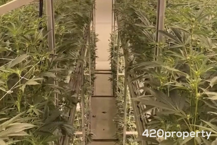 Cannabis Businesses For Sale | Cannabis Cultivation/ Grow Businesses For Sale