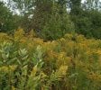 10+ acres available for Hemp or Cannabis Growth