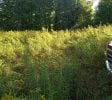 10+ acres available for Hemp or Cannabis Growth