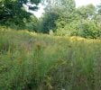 10+ acres available for Hemp or Cannabis Growth