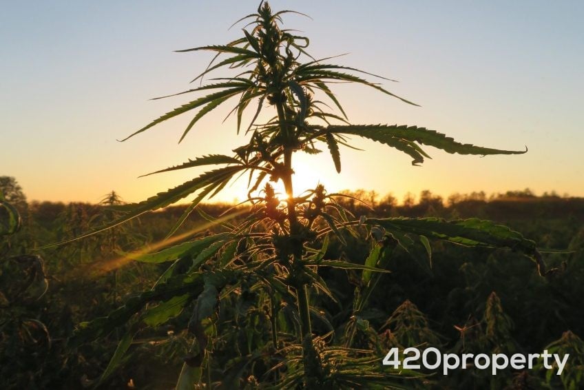 Cannabis Real Estate Listings | Cannabis & Hemp Residential Acreage For Sale