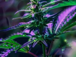 Great falls Dispensary business