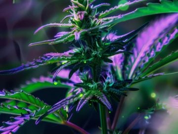 Vertical Great Falls dispensary location