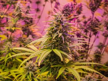 Profitable Montana Cannabis Opportunity