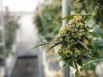 Pre Existing Cultivation Facility Zoned for Cannabis Cultivation, Distribution & Manufacturing High-Power Infrastructure & Production-Ready Layout (La Mesa, San Diego) #2077