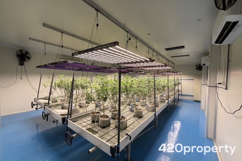 Cannabis Businesses For Sale | Cannabis Cultivation/ Grow Businesses For Sale
