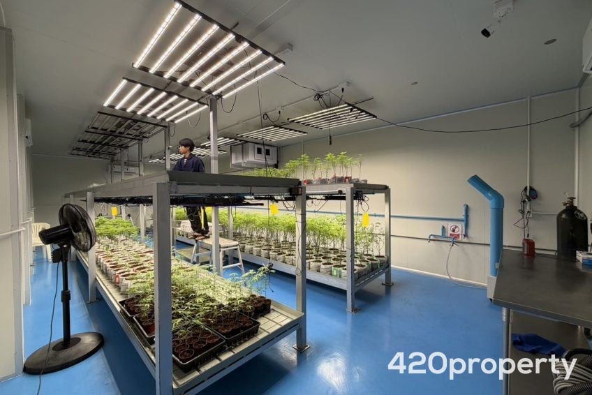 Cannabis Businesses For Sale | Cannabis Cultivation/ Grow Businesses For Sale