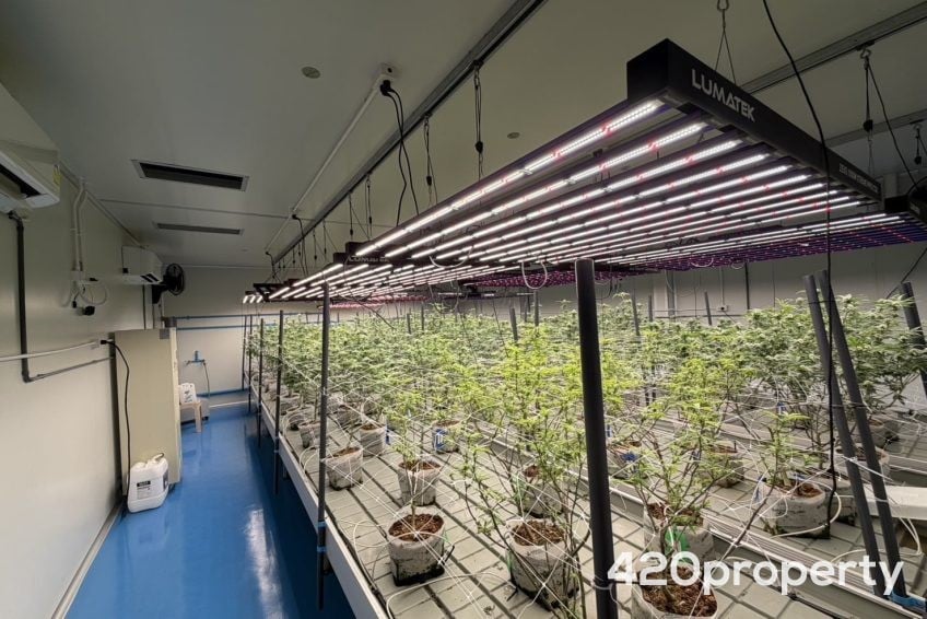 Cannabis Businesses For Sale | Cannabis Cultivation/ Grow Businesses For Sale