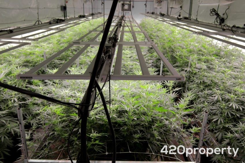 Cannabis & Hemp Industry Joint Venture Opportunities | Cannabis & Hemp Industry Joint Venture Opportunities