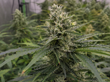 Montana Cultivation Business Opportunity $75,000