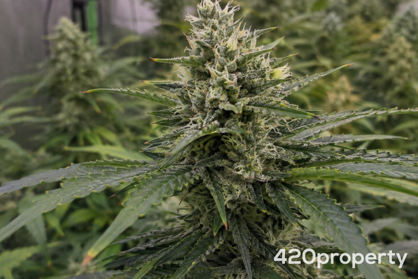 Cannabis Businesses For Sale | Cannabis Cultivation/ Grow Businesses For Sale