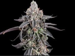 Established New York Cannabis Microbusiness — Turnkey Indoor Cultivation, Brand & Retail Operation