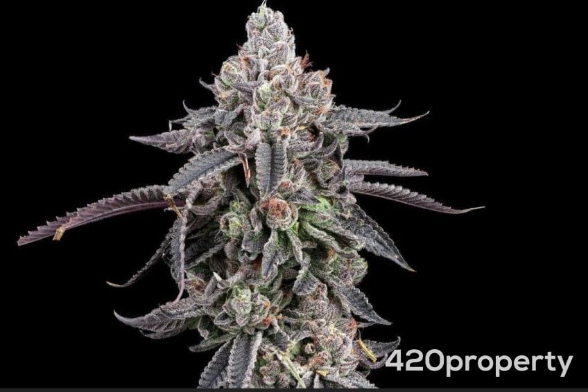 Cannabis Businesses For Sale | Cannabis Business Licenses For Sale