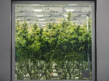 Active North Las Vegas Cultivation + Production | 18,000 SqFt, Irradiation System Included | Option to Purchase Real Estate | Court-Ordered Must Qualify to participate by October 12th subject to court approval (Las Vegas, Nevada) #2109