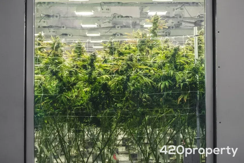 Cannabis Businesses For Sale | Cannabis Cultivation/ Grow Businesses For Sale
