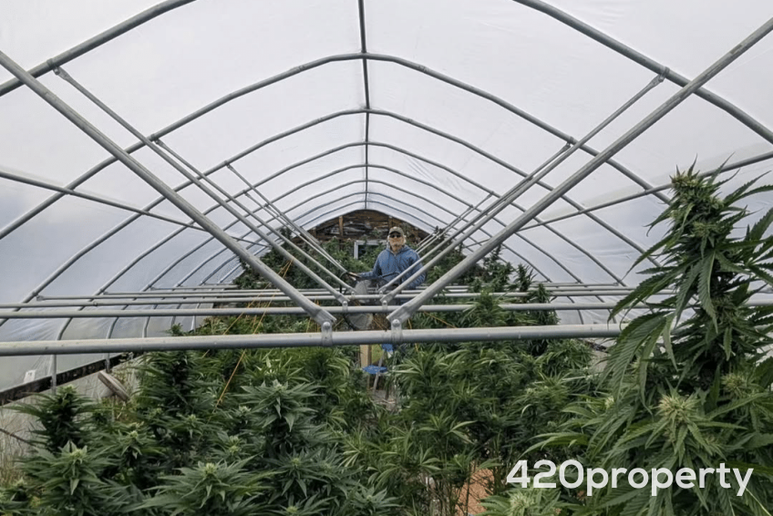 Cannabis Businesses For Sale | Cannabis Retail Stores & Dispensaries For Sale