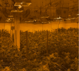Cannabis Businesses For Sale | Cannabis Cultivation/ Grow Businesses For Sale