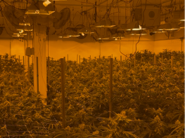 Vertically Integrated Grow. Dispensary. Procesor