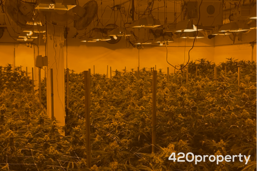 Cannabis Businesses For Sale | Cannabis Cultivation/ Grow Businesses For Sale