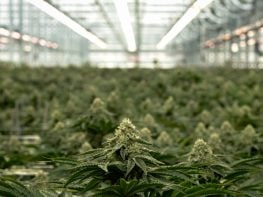 Amazing New York Wholesale Cannabis Opportunity