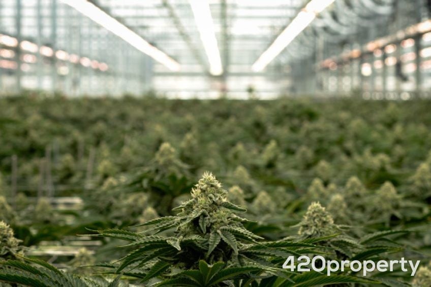 Cannabis Businesses For Sale | Cannabis Cultivation/ Grow Businesses For Sale