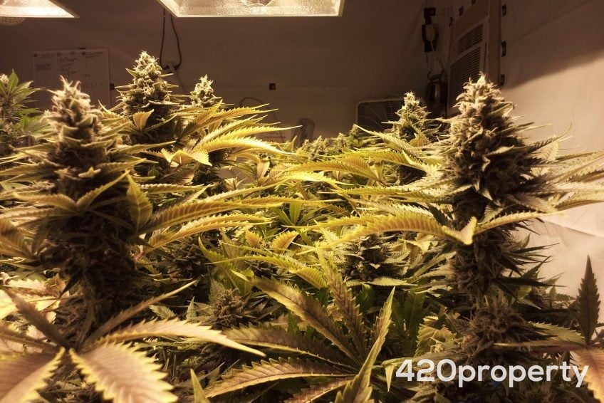 Cannabis Real Estate Listings | Cannabis & Hemp Residential Acreage For Sale
