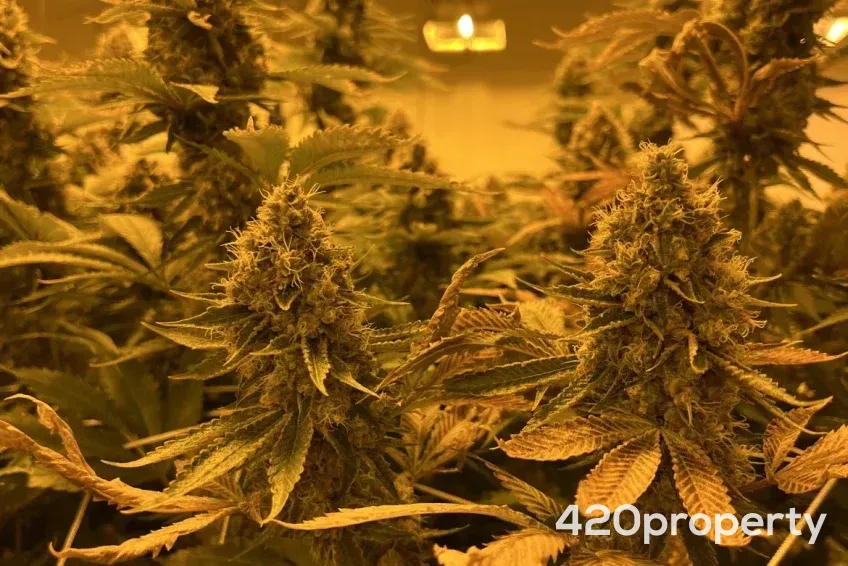 Cannabis Businesses For Sale | Cannabis Cultivation/ Grow Businesses For Sale