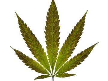 Columbia Falls dispensary with Manufacturing