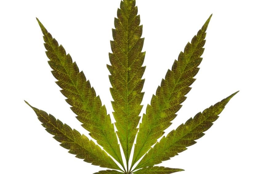 Cannabis Businesses For Sale | Cannabis Retail Stores & Dispensaries For Sale