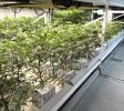 Cannabis Businesses For Sale | Cannabis Cultivation/ Grow Businesses For Sale
