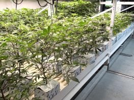 FOR SALE: Tier 1 Cultivation & Manufacturing Business for Sale. Includes Real Estate