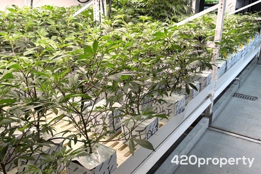 Cannabis Businesses For Sale | Cannabis Cultivation/ Grow Businesses For Sale