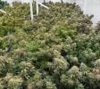 FOR SALE: Tier 1 Cultivation & Manufacturing Business for Sale. Includes Real Estate