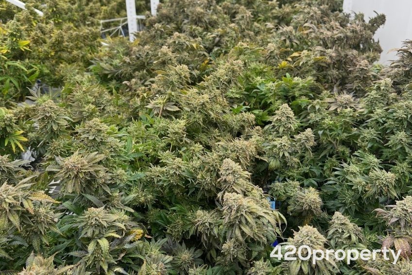 Cannabis Businesses For Sale | Cannabis Cultivation/ Grow Businesses For Sale