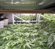FOR SALE: Tier 1 Cultivation & Manufacturing Business for Sale. Includes Real Estate