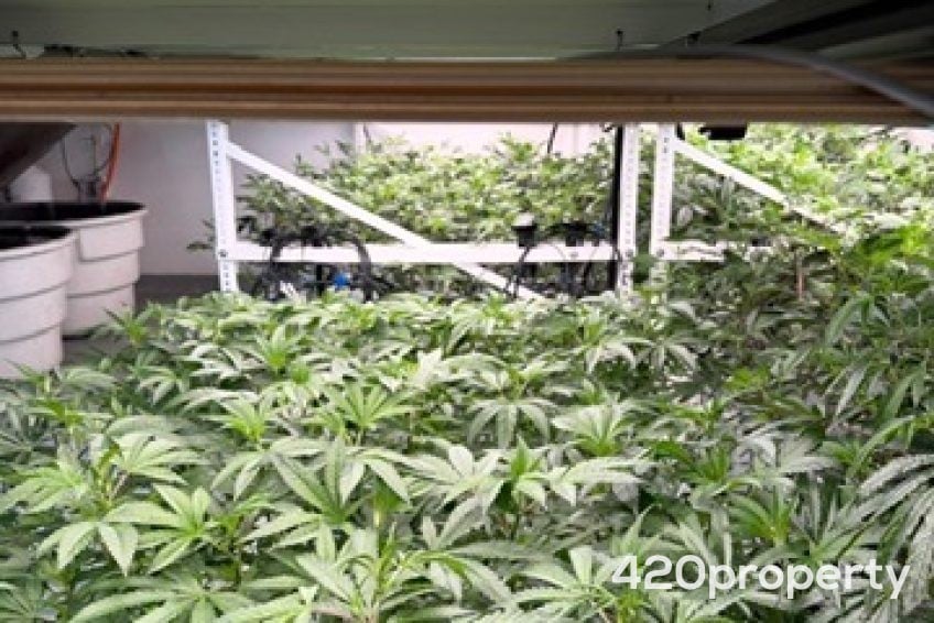 Cannabis Businesses For Sale | Cannabis Cultivation/ Grow Businesses For Sale