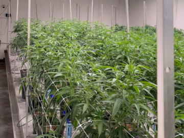 Vertically Integrated Denver Cannabis Operation – Cultivation Facility, MIP & 2 Dispensaries | Seller Financing Available
