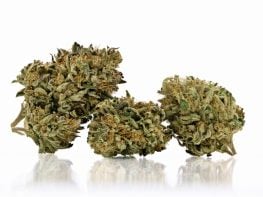 Florida MMTC (vertically integrated — cultivation, processing, dispensing)