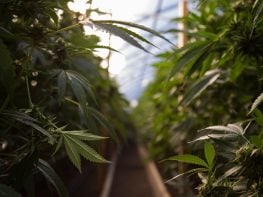 Minnesota – Cannabis Mezzobusiness License