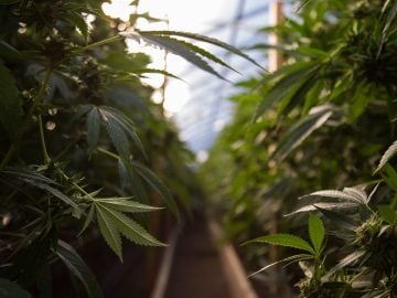 Minnesota – Cannabis Mezzobusiness License