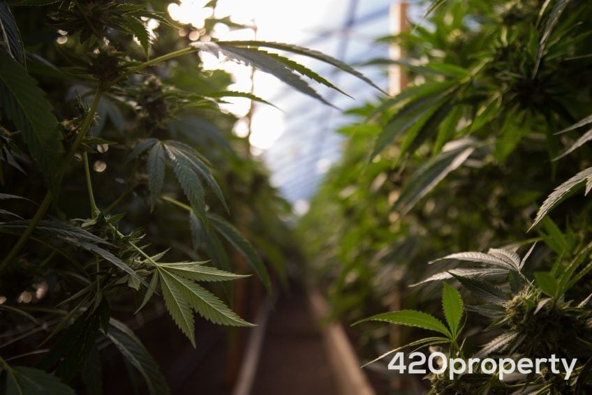 Businesses For Sale | Other Cannabis, CBD, & Hemp Businesses For Sale