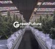 Cannabis Businesses For Sale | Cannabis Cultivation/ Grow Businesses For Sale