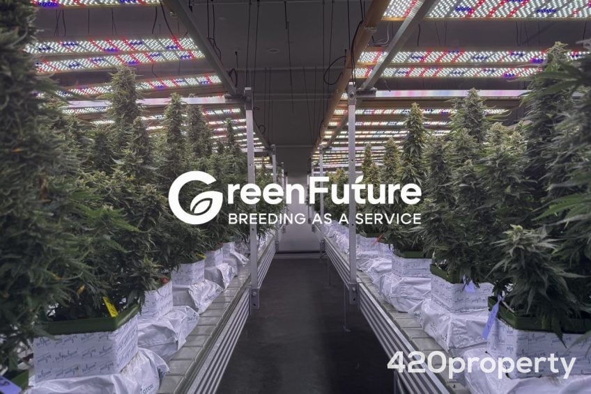 Cannabis Businesses For Sale | Cannabis Cultivation/ Grow Businesses For Sale