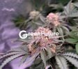 GACP-CERTIFIED MEDICAL CANNABIS CULTIVATION FACILITY FOR SALE IN THAILAND