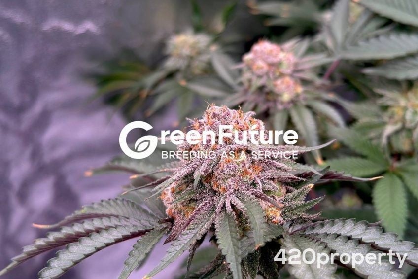 Cannabis Businesses For Sale | Cannabis Cultivation/ Grow Businesses For Sale