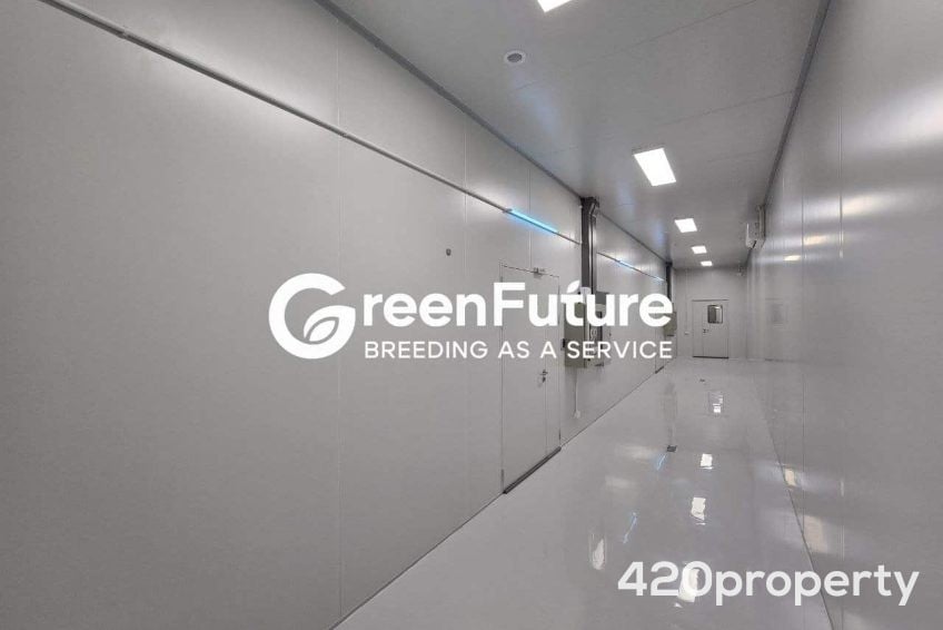 Cannabis Businesses For Sale | Cannabis Cultivation/ Grow Businesses For Sale