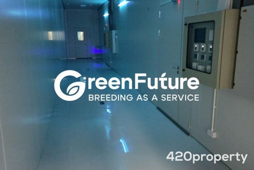 Cannabis Businesses For Sale | Cannabis Cultivation/ Grow Businesses For Sale